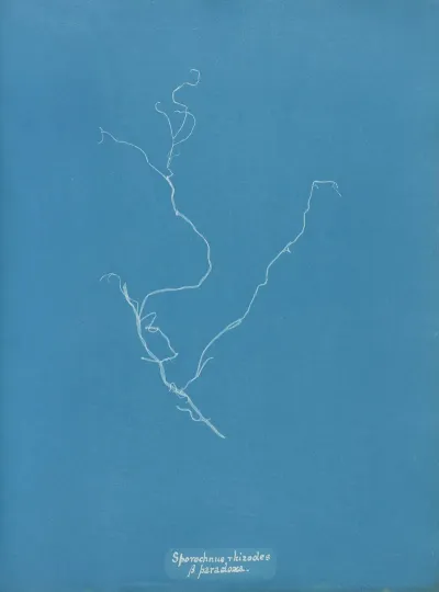 Sporochnus Rhizodes β Paradoxa