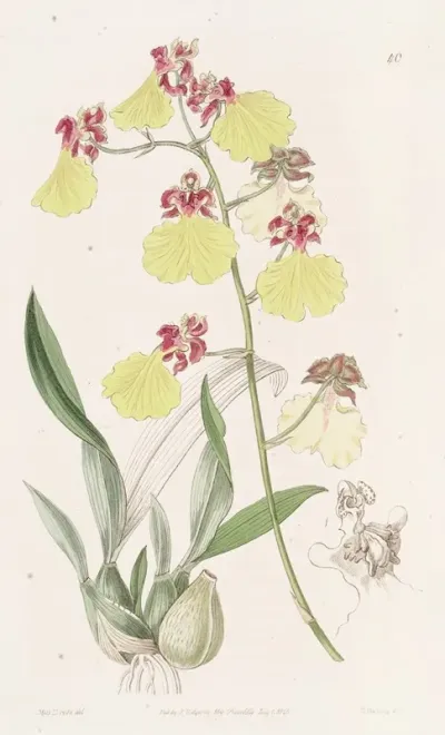 Spot Winged Oncidium
