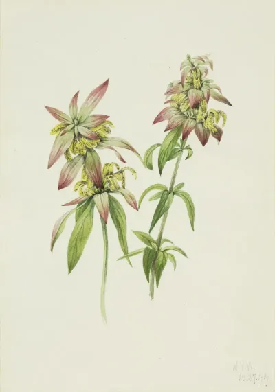 Spotted Bee Balm Monarda Punctata