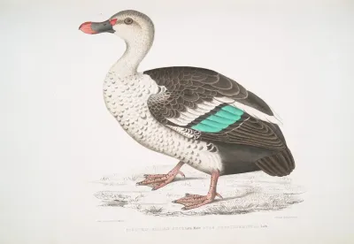 Spotted Billed Duck Anas Poecillorhyncha