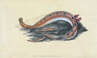 Spotted Blenny Or Butter Fish Blennius Gunnellus
