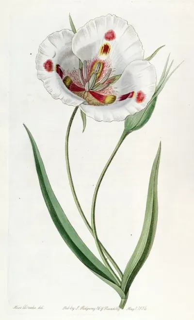 Spotted Calochortus