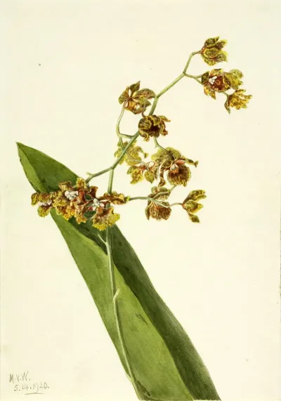 Spotted Cyrtopodium Cyrtopodium Punctatum 2