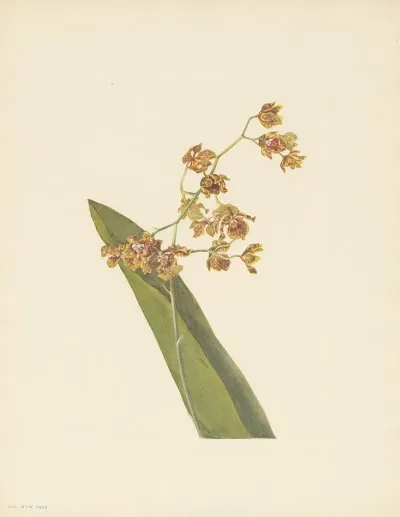 Spotted Cyrtopodium Cyrtopodium Punctatum 3