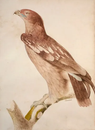 Spotted Eagle Juvenile
