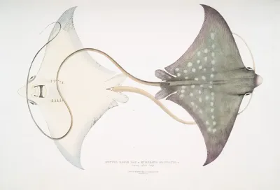 Spotted Eagle Sting Ray Myliobatis Maculatus Penang Called Jungli
