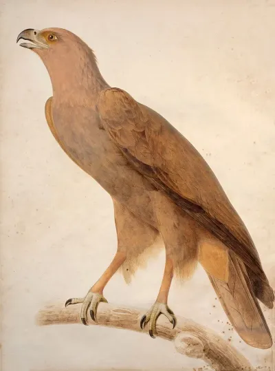 Spotted Eagle