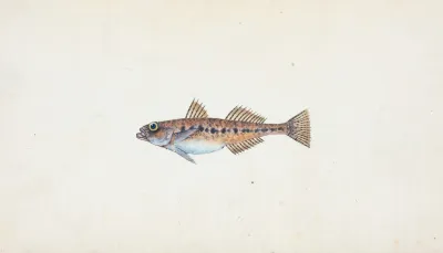 Spotted Goby Gobius Minutus