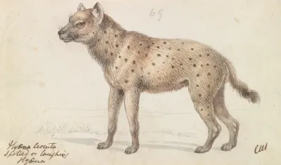 Spotted Hyena