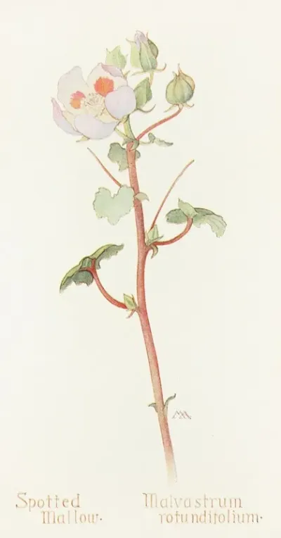 Spotted Mallow