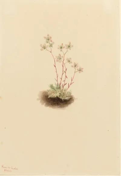 Spotted Saxifrage Saxifraga Bronchialis 2