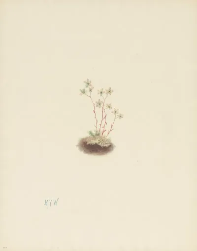 Spotted Saxifrage Saxifraga Bronchialis 3