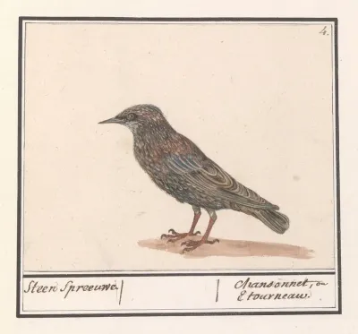 Spreeuw Sturnus Vulgaris 2