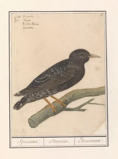Spreeuw Sturnus Vulgaris