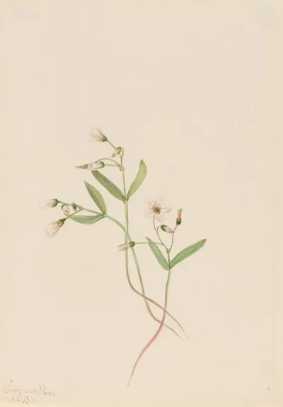 Spring Beauty Claytonia Lanceolata