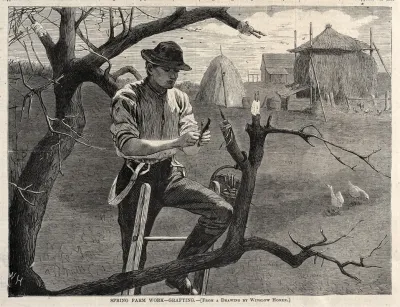 Spring Farm Work Grafting