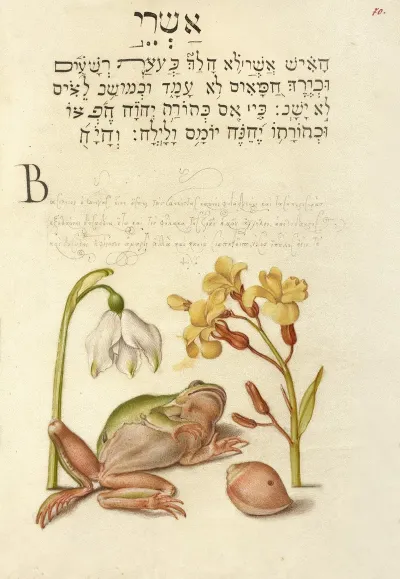 Spring Snowflake Tree Frog Wallflower And Marine Mollusk