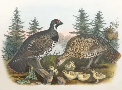 Spruce Grouse