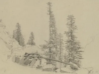 Spruce Trees At The Via Mala