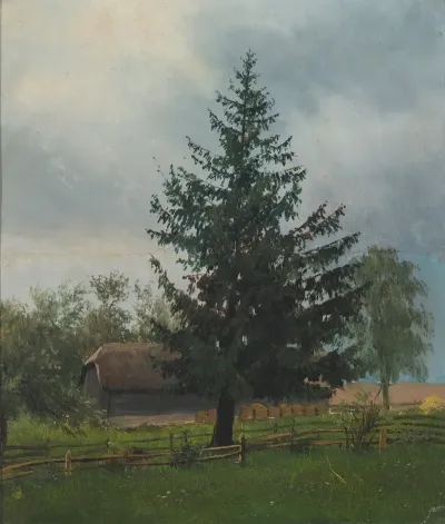 Spruce