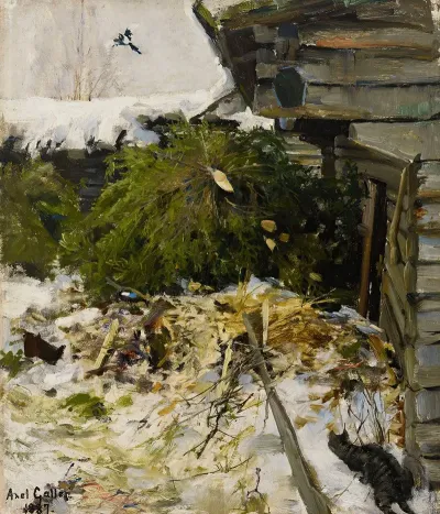 Spruces In A Farmyard