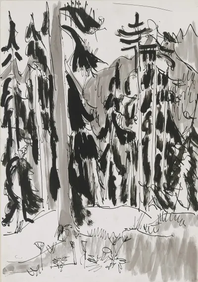 Spruces In The Mountains