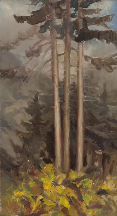 Spruces