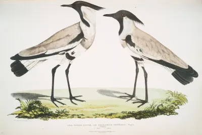 Spur Winged Plover Charadrius Ventralis Male And Female