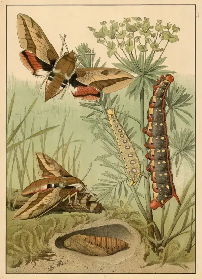 Spurge Hawk Moth Hyles Euphorbiae