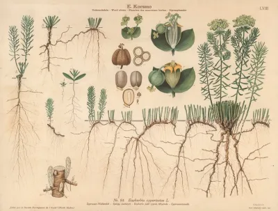 Spurge Wartwort