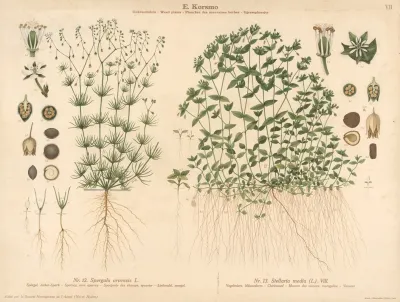 Spurrey Corn Spurrey Chickenweed