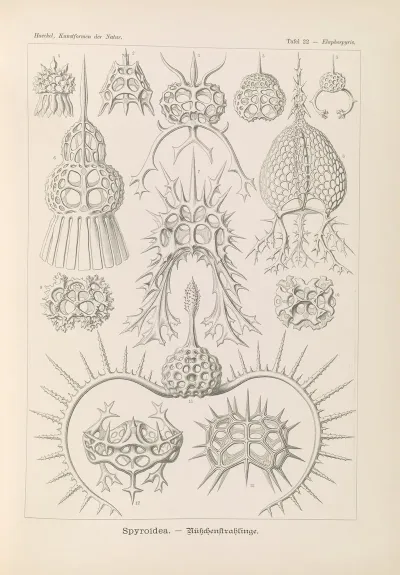 Spyroidea Nukchenstrahlinge