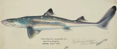 Squalus Acanthias Nz Spotted Spiny Dogfish