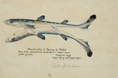 Squalus Acanthias Siamese Twins Spotted Spiny Dogfish