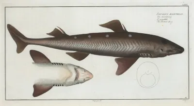 Squalus Acanthias The Picked Dog