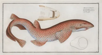 Squalus Catulus The Lesser Rough Flound