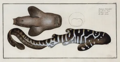 Squalus Fasciatus The Belted Shark
