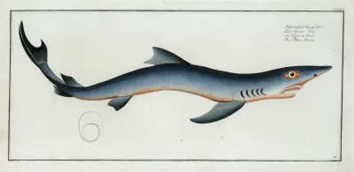 Squalus Glaucus The Blue Shark