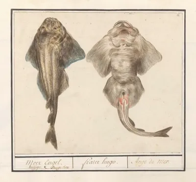 Squatina Of Vioolrog Rhinobatidae Meer Engel Huijge Bargelote Frater Hugo Ange De Mer