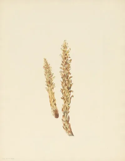Squawroot Conopholis Americana 2