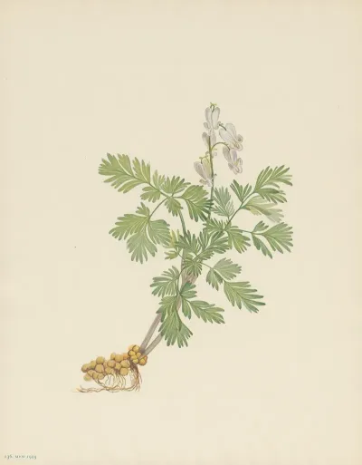Squirrelcorn Bikukulla Canadensis 2