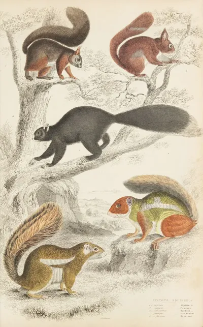 Squirrels 3