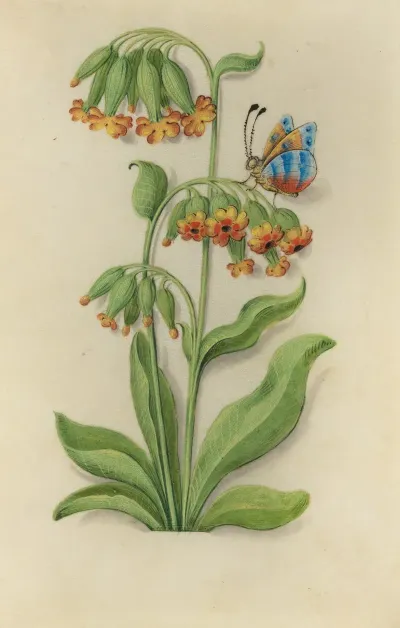 St Peters Keys Primula Veris With A Blue Orange And Red Butterfly