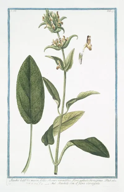 Stachis Latifolia Maiorm Foliis Obscure Virentibus Flore Galeato Ferrugineo Stachide Con Il Fiore Variegato Wideleaf Hedgenettle