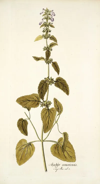 Stachys Canariensis