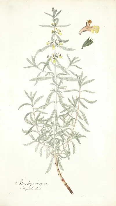 Stachys Rugosa