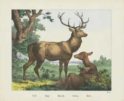 Stag 3
