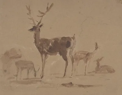 Stag And Its Young