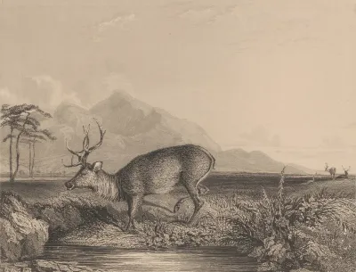Stag At The Edge Of A Pond