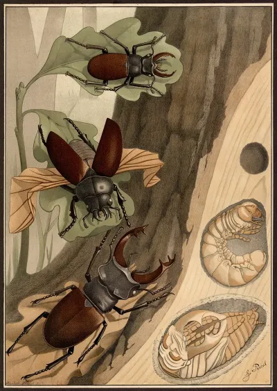 Stag Beetle 2